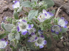 Phacelia davidsonii