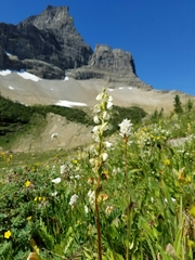 Pedicularis contorta