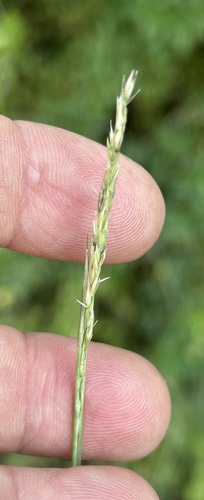 Image of Sporobolus compositus by (c) Northcut, some rights reserved (CC BY)