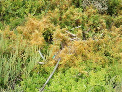 Cuscuta pacifica
