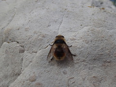 Cephenemyia