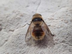 Cephenemyia