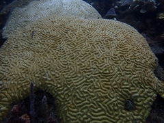 Brain Coral