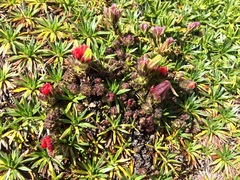 Castilleja paramensis