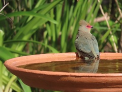 Urocolius indicus indicus