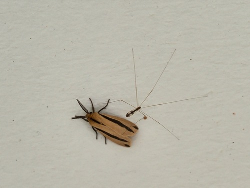 Epilacydes scita