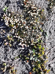 Cassiope lycopodioides
