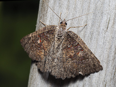 Apodasmia rufonigraria