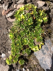 Eudema nubigena