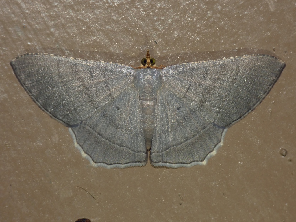 Bulonga distans