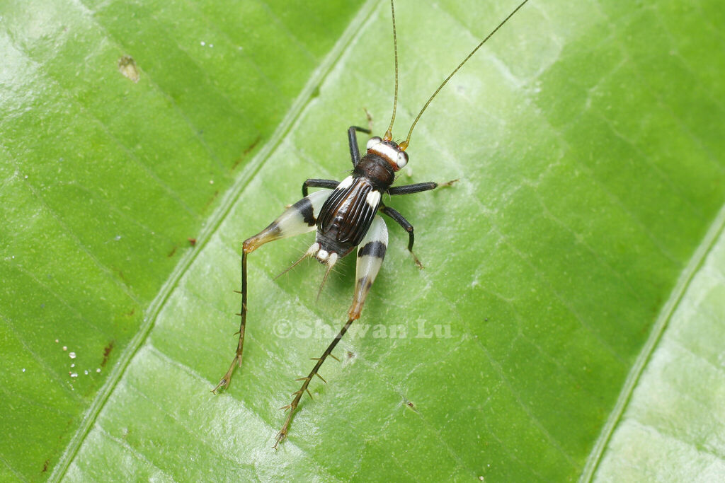 Rhicnogryllus bipunctatus