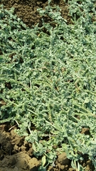 Heliotropium supinum