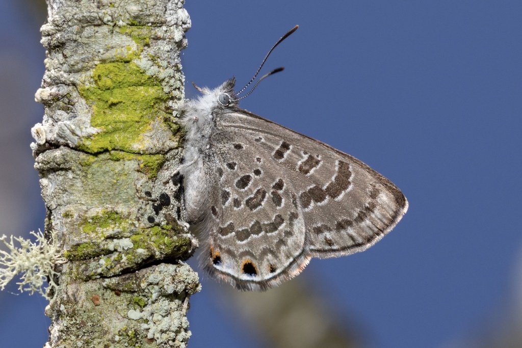 Illidge's Ant-blue