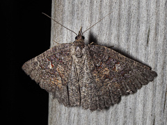 Apodasmia rufonigraria