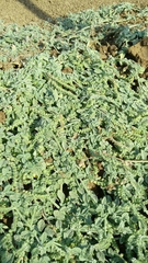 Heliotropium supinum