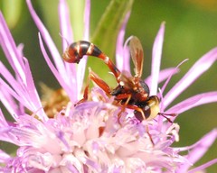 Physocephala vittata
