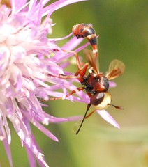 Physocephala vittata
