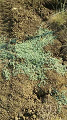 Heliotropium supinum