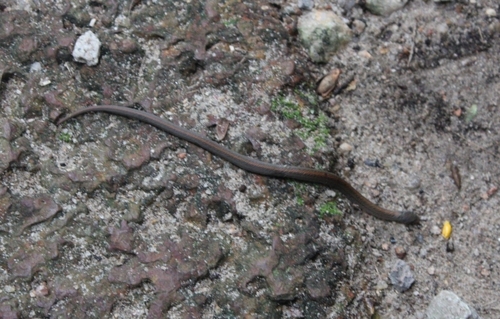 Oligodon phangan