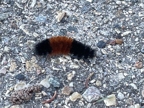 Isabella Tiger Moth