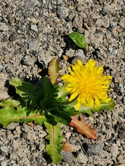 Taraxacum acricorne