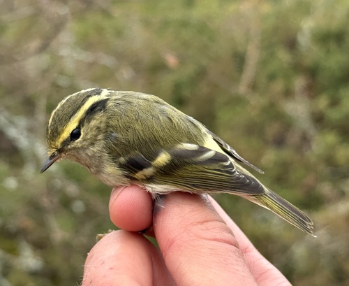 Pallas's Leaf Warbler