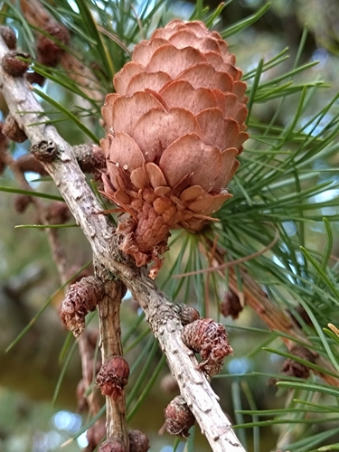 Japanese larch (Larix kaempferi)