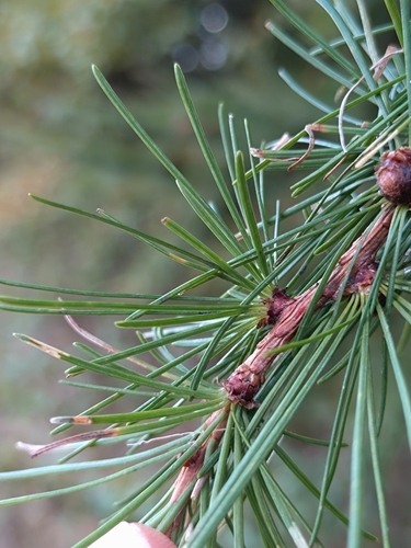Image of Larix kaempferi by (c) Jannik Stokholm, some rights reserved (CC BY)