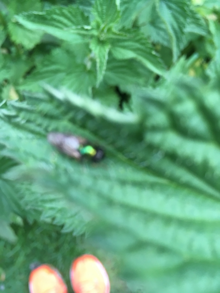 Broad Centurion Fly from 15 Woodlands Park, Bath, England, GB on 28 May