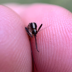 Aedes atlanticus