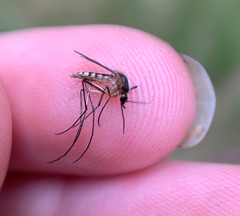 Aedes atlanticus