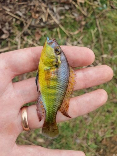 Astatotilapia burtoni