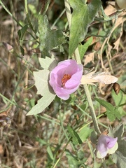 Malacothamnus fasciculatus nuttallii