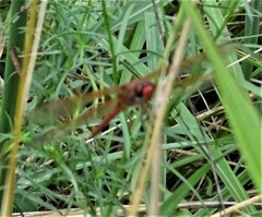 Libellula needhami
