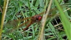 Libellula needhami