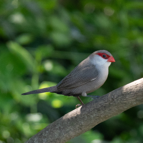 Estrilda común (Estrilda astrild)