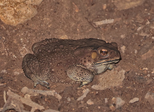 Asian Common Toad