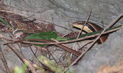 Longtail Mabuya