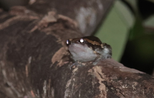 Asian Painted Frog