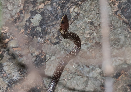 Common Wolf Snake