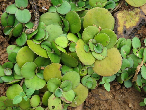 Image of Limnobium laevigatum by (c) Pablo Cauã da Silva Toledo, some rights reserved (CC BY)