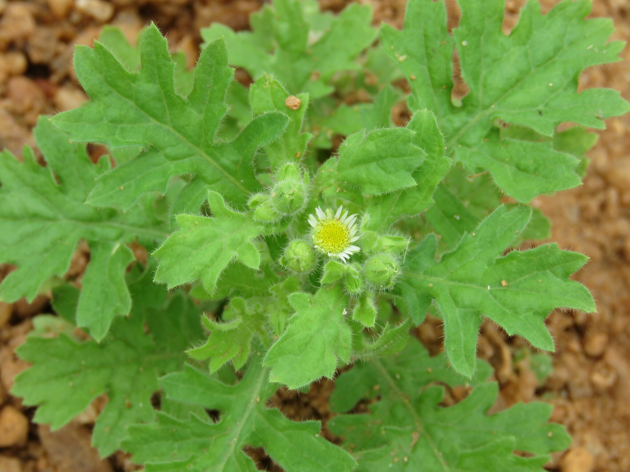 Erect Tropical Daisy (Egletes viscosa)