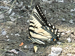 Papilio canadensis × glaucus