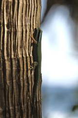 Manapany Day Gecko photo 4