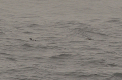 Synthliboramphus scrippsi