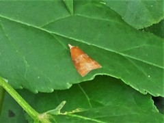 Cenopis diluticostana