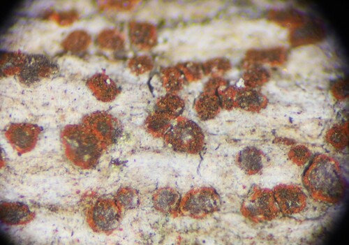 Arthonia redingeri