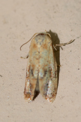 Cochylis
