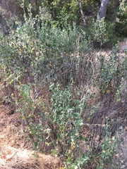 Malacothamnus aboriginum