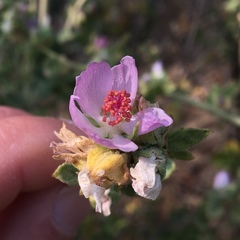 Malacothamnus aboriginum
